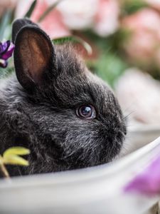 Preview wallpaper rabbit, animal, cute, blur