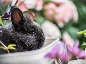 Preview wallpaper rabbit, animal, cute, blur