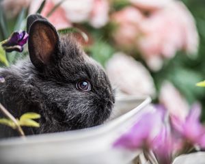Preview wallpaper rabbit, animal, cute, blur