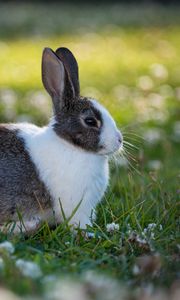 Preview wallpaper rabbit, animal, field, cute