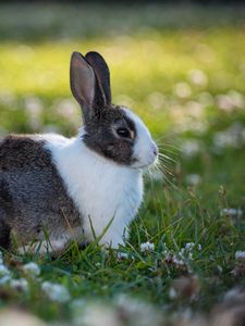 Preview wallpaper rabbit, animal, field, cute