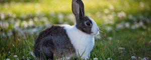 Preview wallpaper rabbit, animal, field, cute