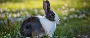 Preview wallpaper rabbit, animal, field, cute