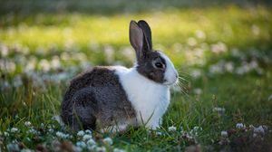 Preview wallpaper rabbit, animal, field, cute