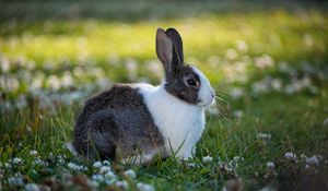 Preview wallpaper rabbit, animal, field, cute