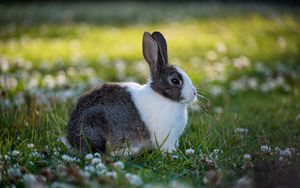 Preview wallpaper rabbit, animal, field, cute