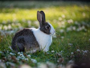 Preview wallpaper rabbit, animal, field, cute