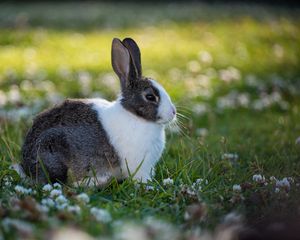 Preview wallpaper rabbit, animal, field, cute