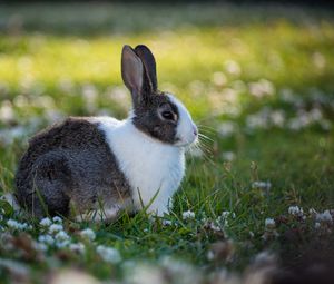 Preview wallpaper rabbit, animal, field, cute