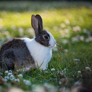 Preview wallpaper rabbit, animal, field, cute