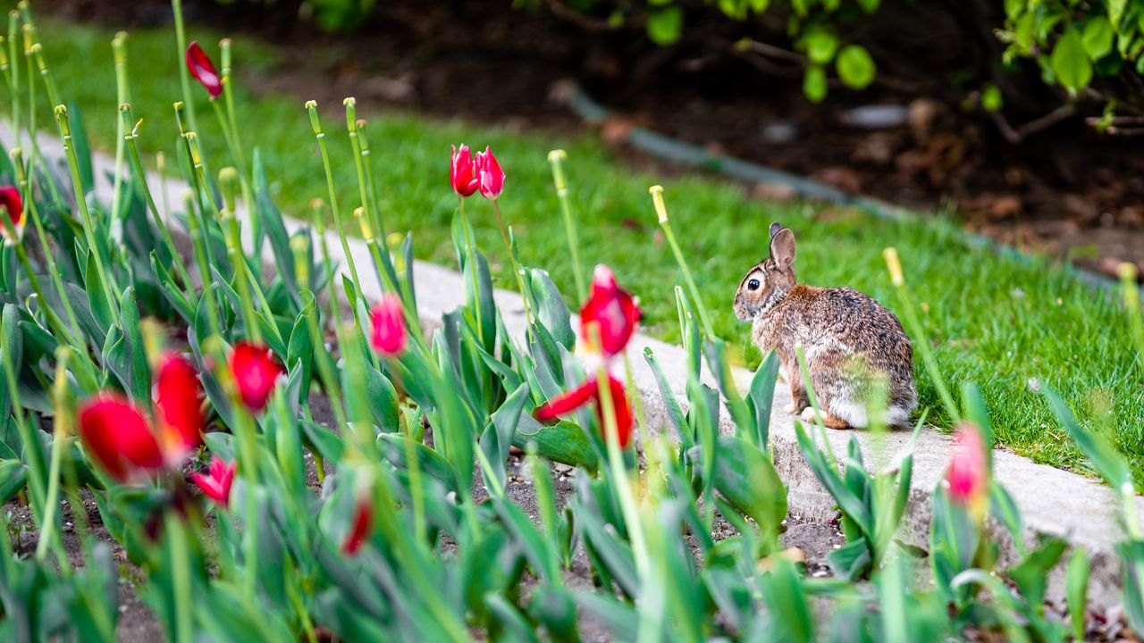 Wallpaper rabbit, animal, flower bed, tulips, flowers