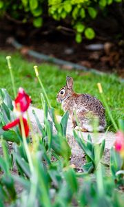 Preview wallpaper rabbit, animal, flower bed, tulips, flowers