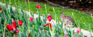 Preview wallpaper rabbit, animal, flower bed, tulips, flowers