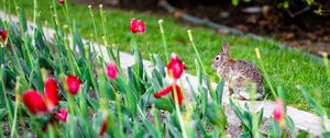 Preview wallpaper rabbit, animal, flower bed, tulips, flowers