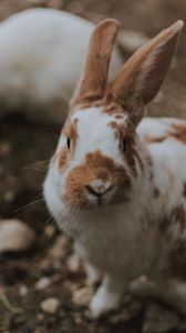 Preview wallpaper rabbit, animal, fluffy