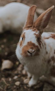 Preview wallpaper rabbit, animal, fluffy