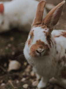 Preview wallpaper rabbit, animal, fluffy