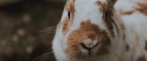 Preview wallpaper rabbit, animal, fluffy
