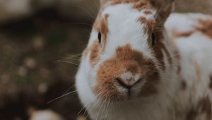 Preview wallpaper rabbit, animal, fluffy