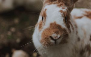 Preview wallpaper rabbit, animal, fluffy