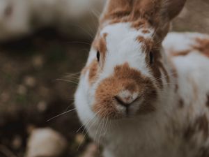 Preview wallpaper rabbit, animal, fluffy