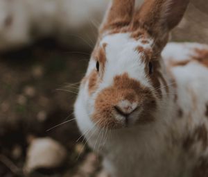 Preview wallpaper rabbit, animal, fluffy