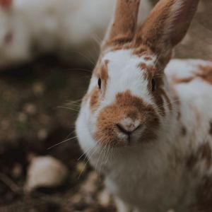 Preview wallpaper rabbit, animal, fluffy