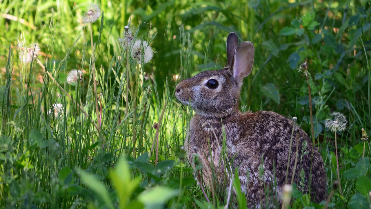 Wallpaper rabbit, animal, fluffy, grass