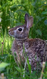 Preview wallpaper rabbit, animal, fluffy, grass