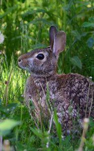 Preview wallpaper rabbit, animal, fluffy, grass