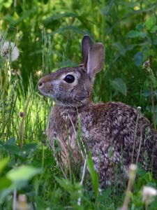 Preview wallpaper rabbit, animal, fluffy, grass