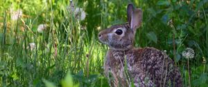 Preview wallpaper rabbit, animal, fluffy, grass