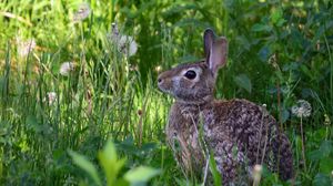Preview wallpaper rabbit, animal, fluffy, grass