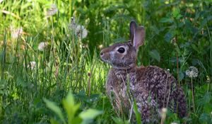 Preview wallpaper rabbit, animal, fluffy, grass