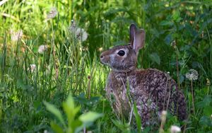 Preview wallpaper rabbit, animal, fluffy, grass