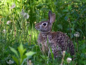 Preview wallpaper rabbit, animal, fluffy, grass