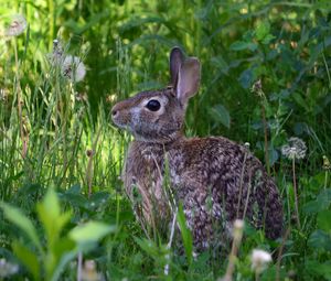 Preview wallpaper rabbit, animal, fluffy, grass