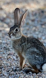 Preview wallpaper rabbit, animal, fluffy, glance