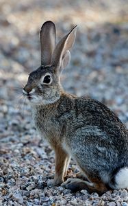 Preview wallpaper rabbit, animal, fluffy, glance