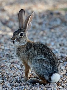 Preview wallpaper rabbit, animal, fluffy, glance