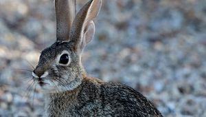 Preview wallpaper rabbit, animal, fluffy, glance