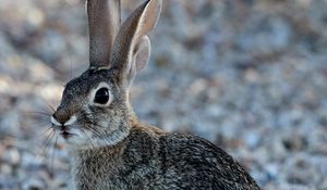 Preview wallpaper rabbit, animal, fluffy, glance