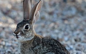 Preview wallpaper rabbit, animal, fluffy, glance