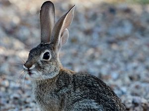 Preview wallpaper rabbit, animal, fluffy, glance