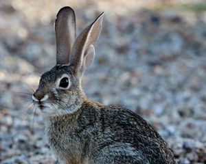 Preview wallpaper rabbit, animal, fluffy, glance