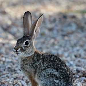 Preview wallpaper rabbit, animal, fluffy, glance