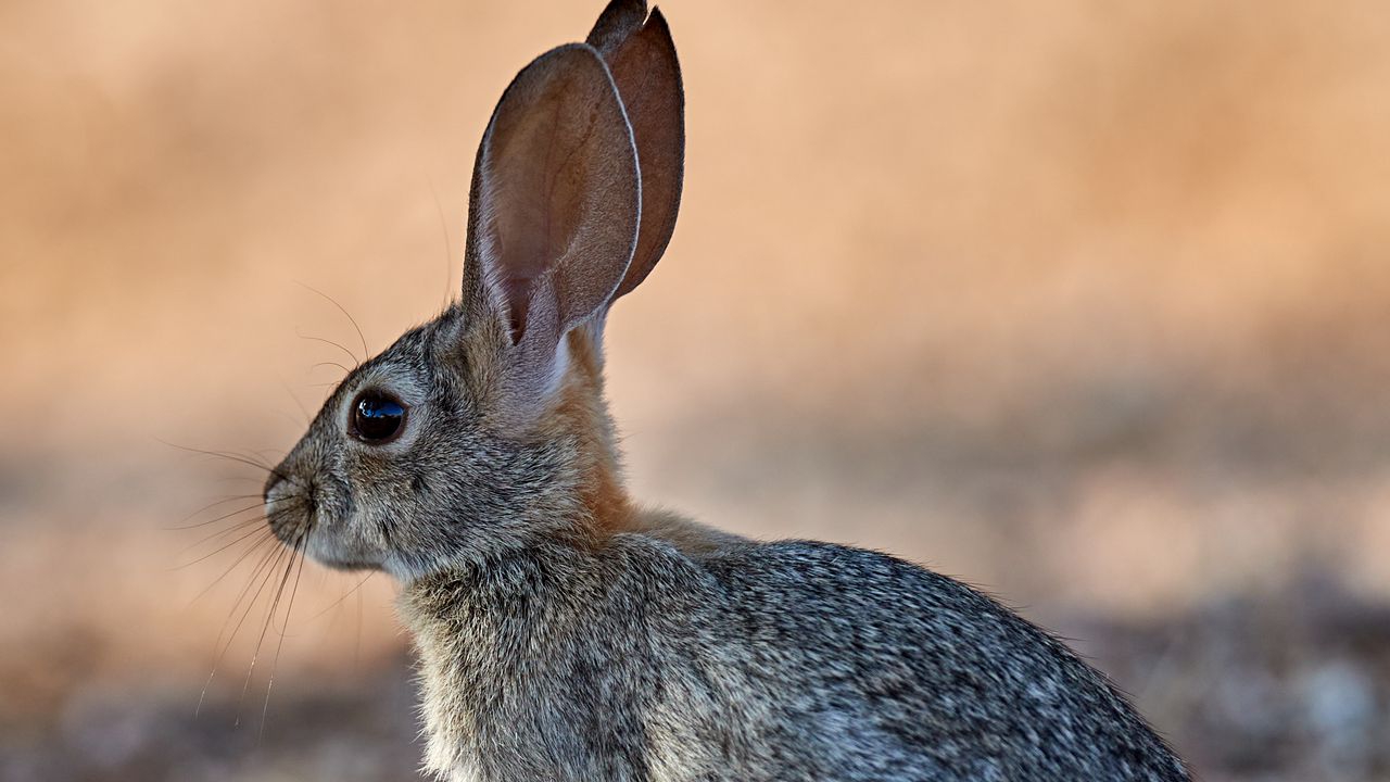 Wallpaper rabbit, animal, fluffy, profile