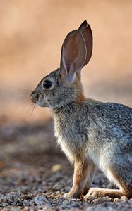 Preview wallpaper rabbit, animal, fluffy, profile