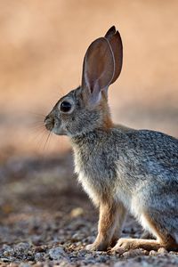 Preview wallpaper rabbit, animal, fluffy, profile