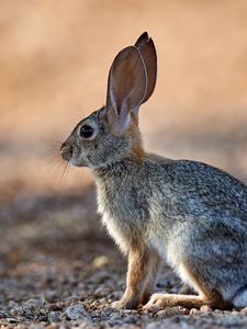 Preview wallpaper rabbit, animal, fluffy, profile